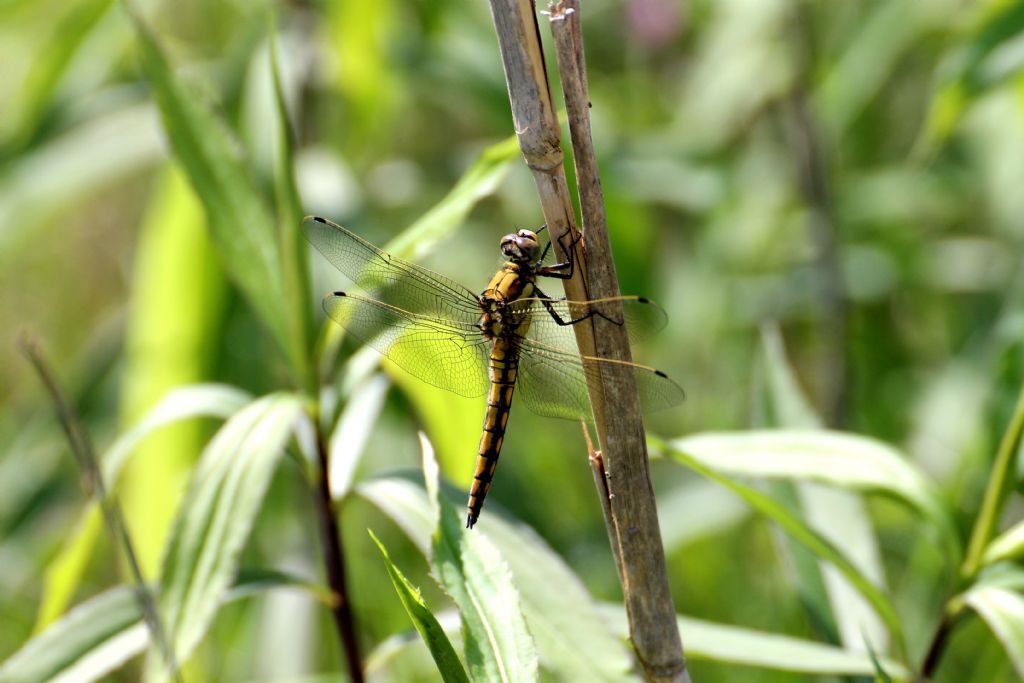 Orthetrum cancellatum femmina? No, maschio immaturo